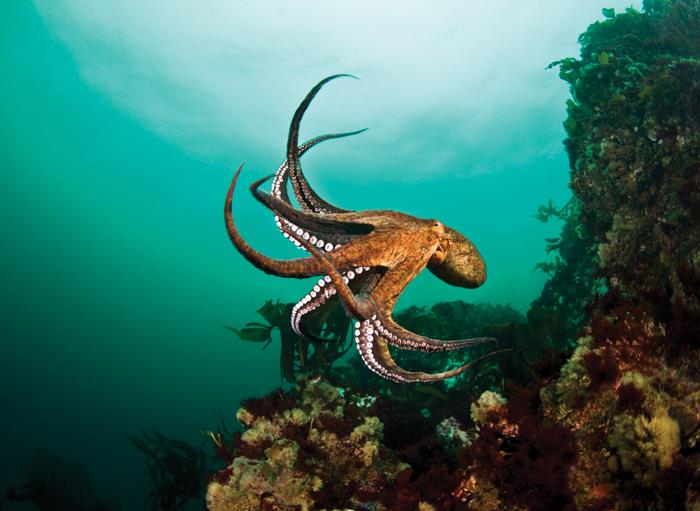 Octopus