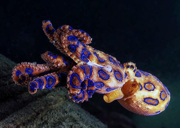 Octopus