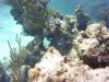 Nassau reef with fish