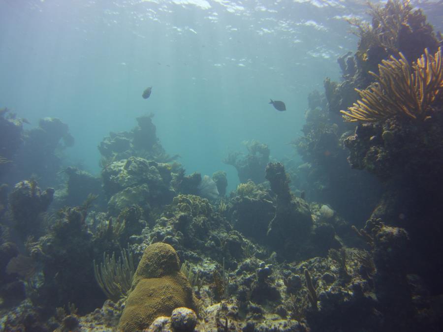 Nassau reef with fish