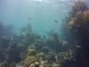 Nassau reef with fish