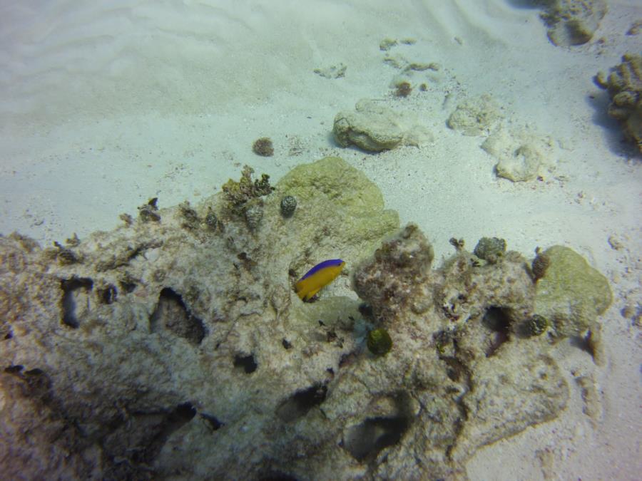 Nassau reef with fish