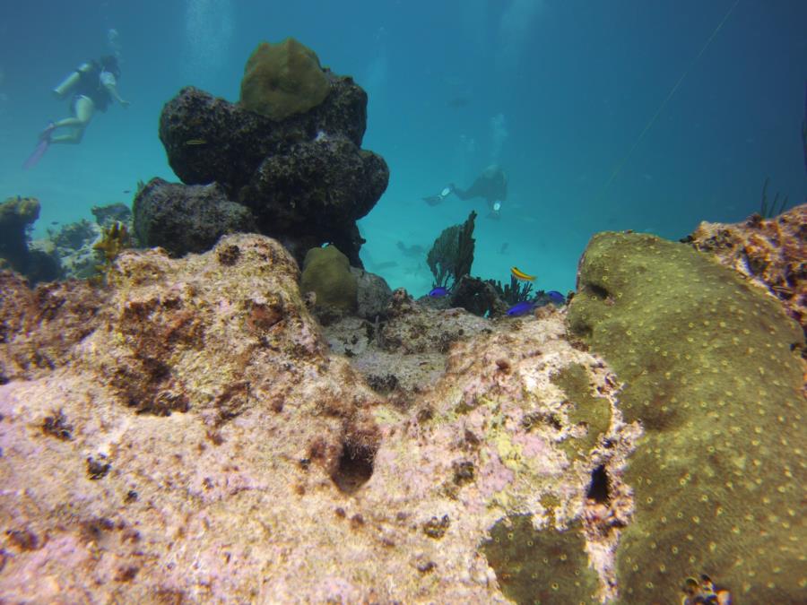 Nassau reef with divers