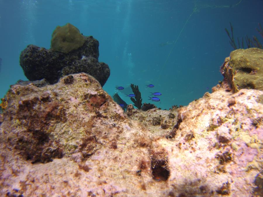 Nassau reef with fish