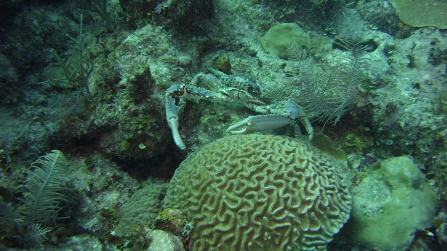 Nassau reef with crab