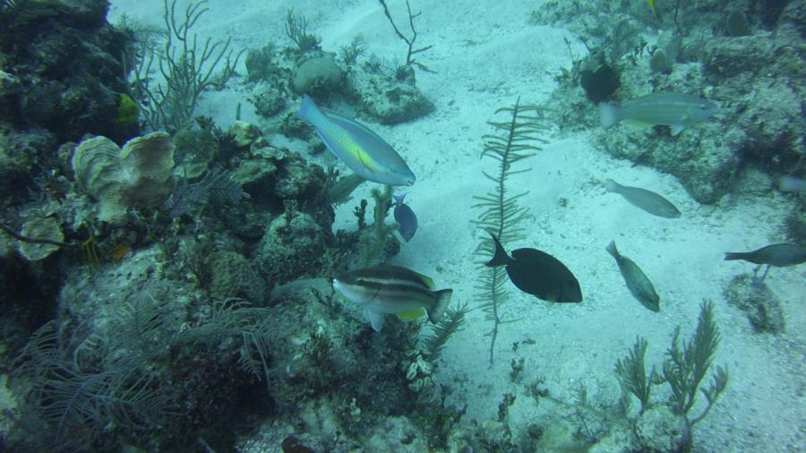 Nassau reef with fish