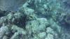Nassau reef with fish - captcurt