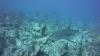 Nassau reef with shark