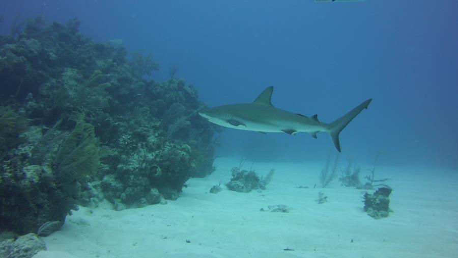 Nassau reef with shark