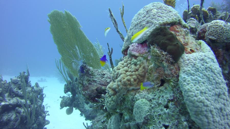 Nassau reef with fish