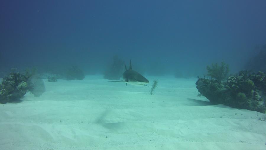 Nassau reef with shark