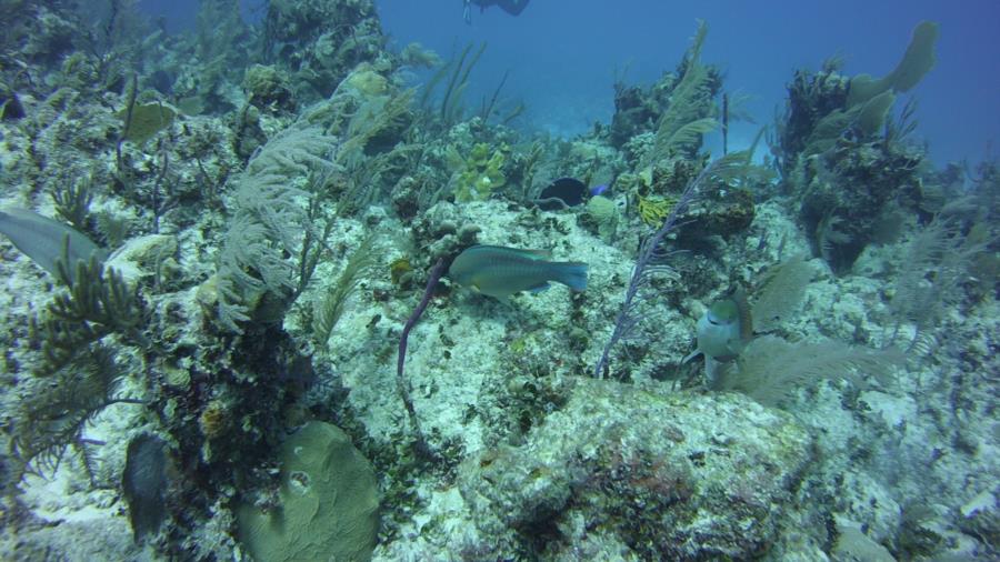 Nassau reef with fish