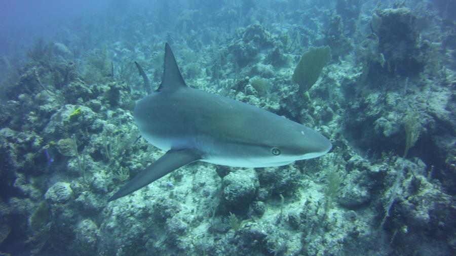 Nassau reef with shark