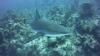 Nassau reef with shark - captcurt