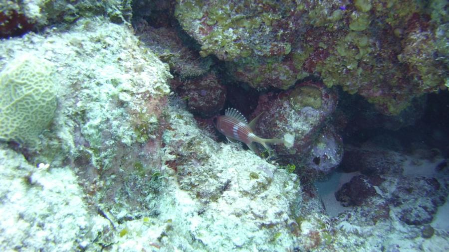 Nassau reef with shark