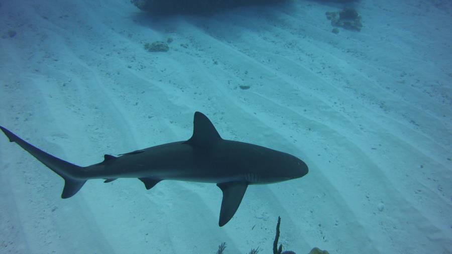 Nassau reef with shark