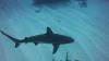 Nassau reef with shark