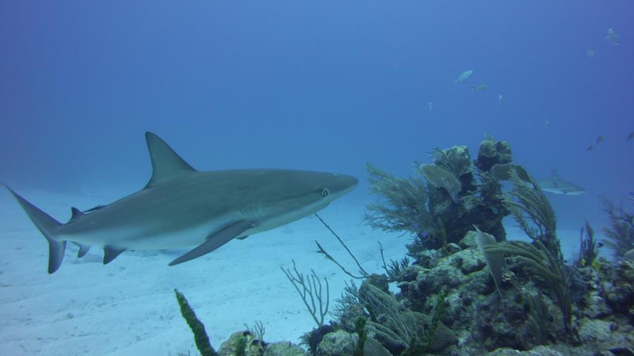Nassau reef with shark