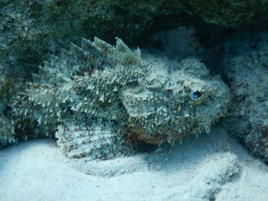 BONAIRE 2014