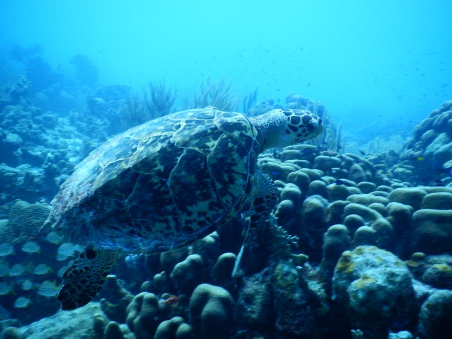 BONAIRE 2014