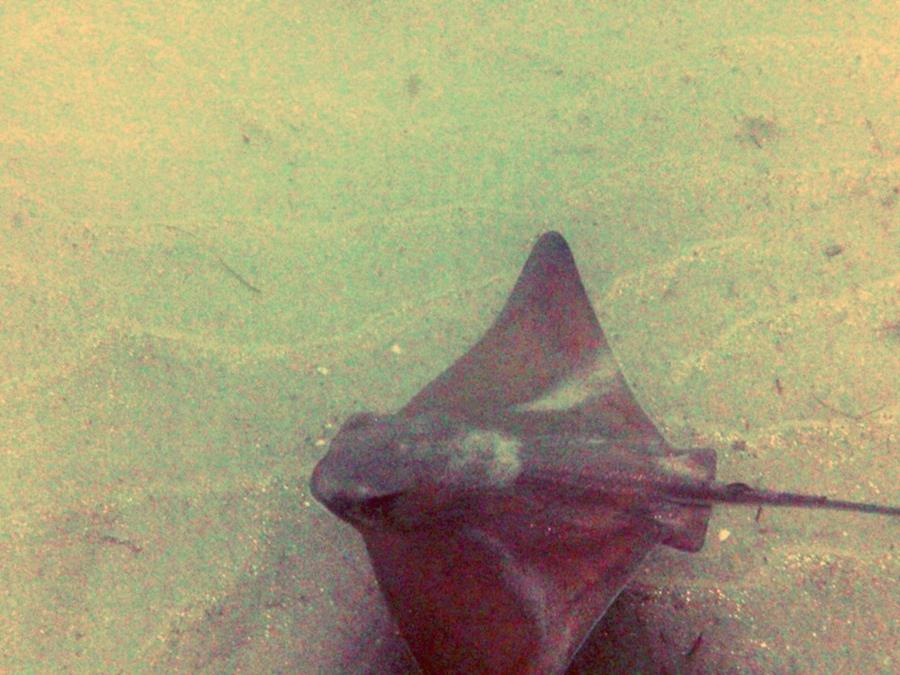 Bat Ray