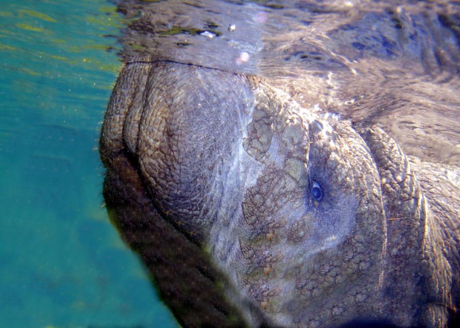 Manatee