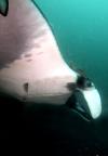 Manta at Isla de la Plata