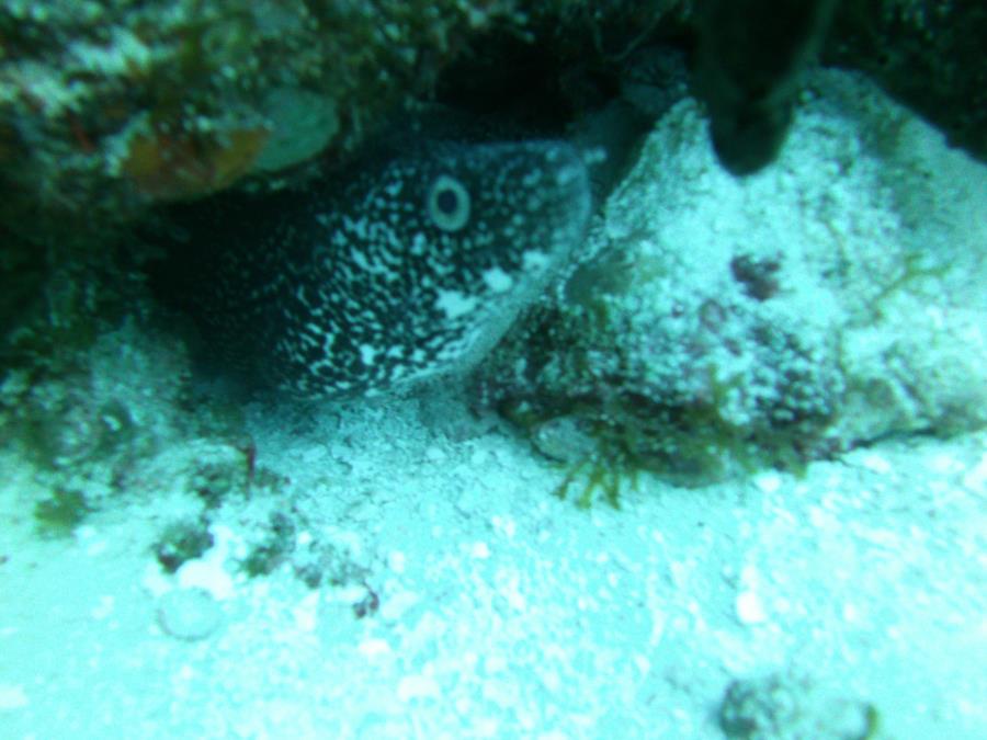 Eel in cozumel