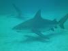 Bull shark diving in Playa del Carmen