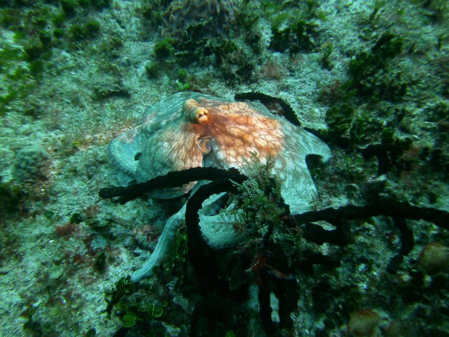Octopus in Cozumel