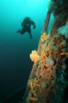 The Rose Castle - a WW2 Shipwreck in Conception Bay, NL