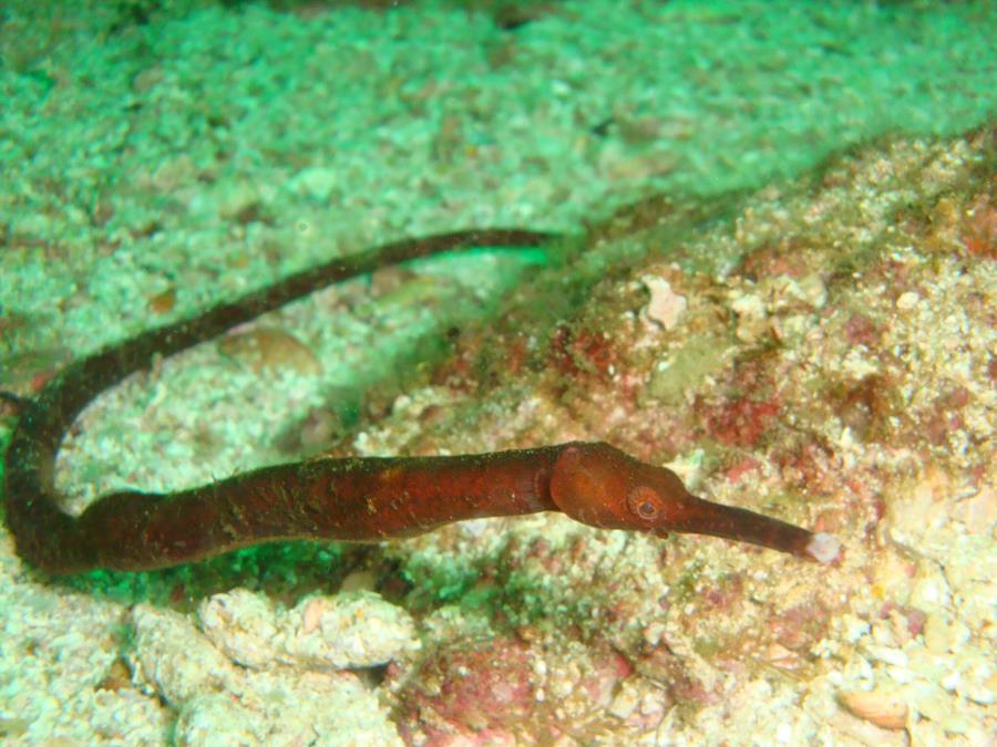 Pipefish