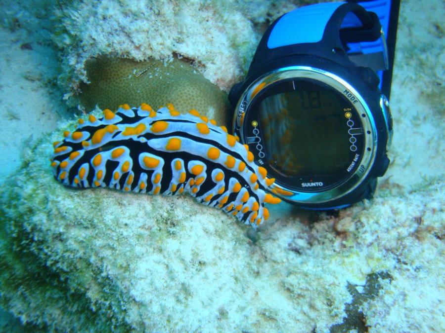 Ginormous sea slug in Seychelles