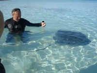 Stingray in Bahamas