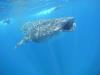 Whalesharks - Holbox, MX