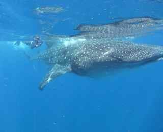 Whalesharks - Holbox, MX