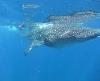 Whalesharks - Holbox, MX