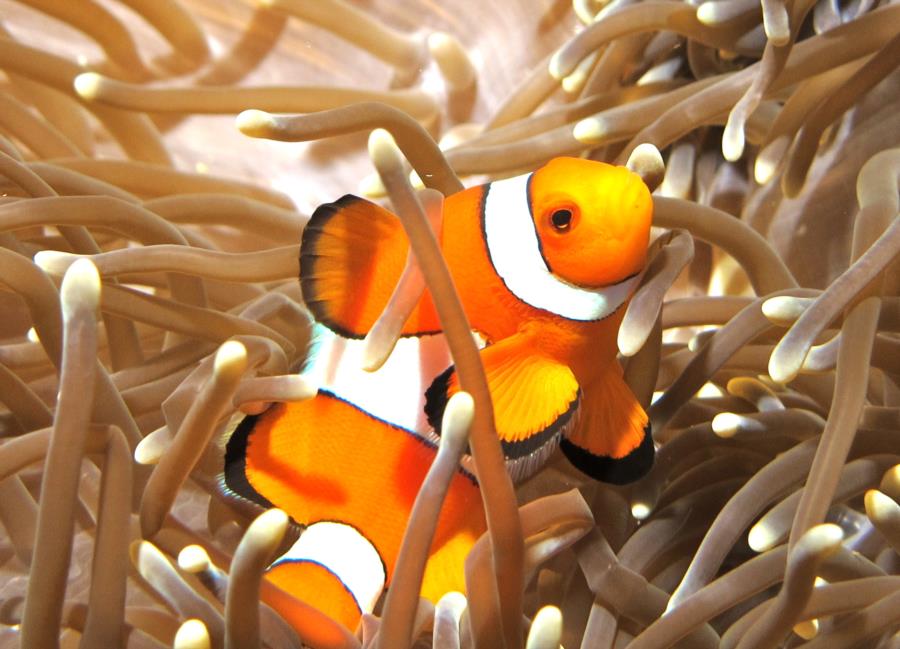 Clownfish