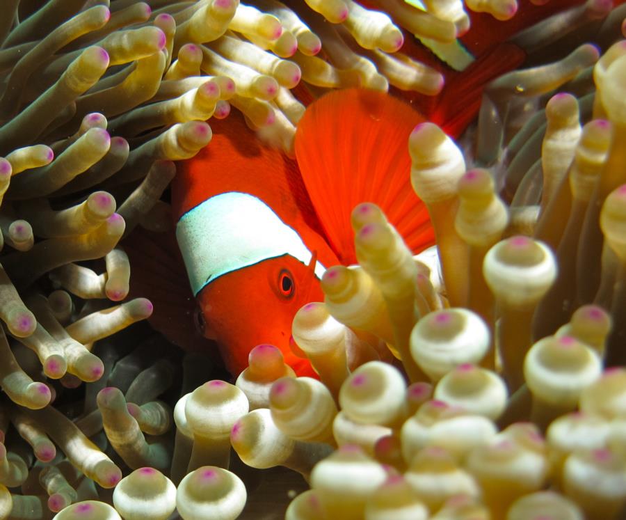 Clownfish