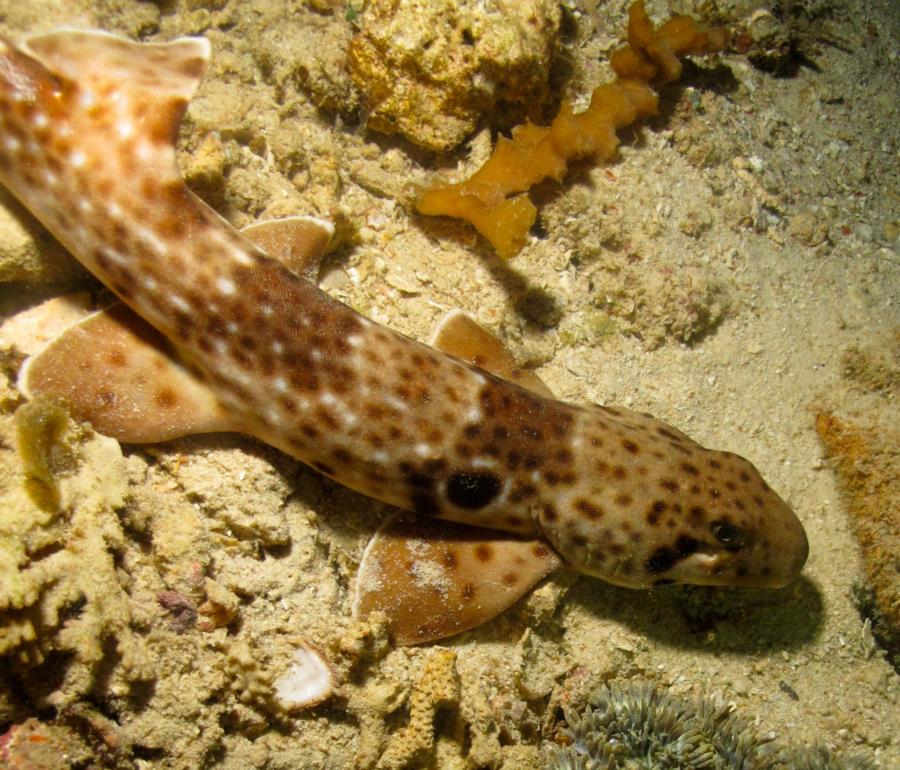 Epaulette Shark