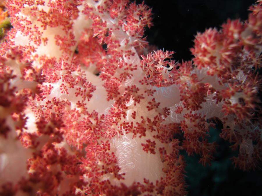 Red Carnation Coral