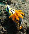 Nudibranch