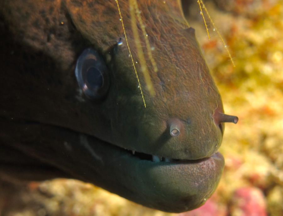 Eel