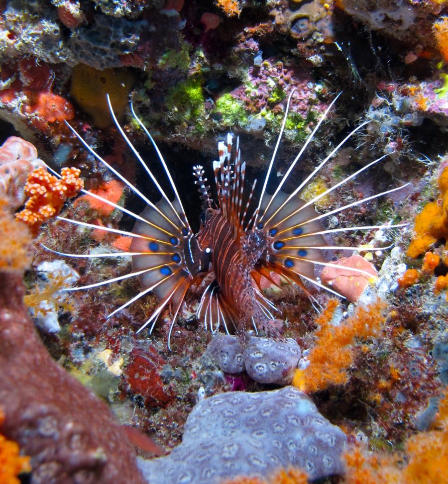 Spotfin Lionfish