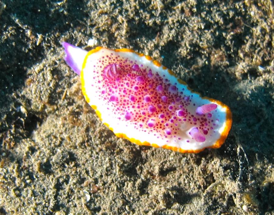 Nudibranch