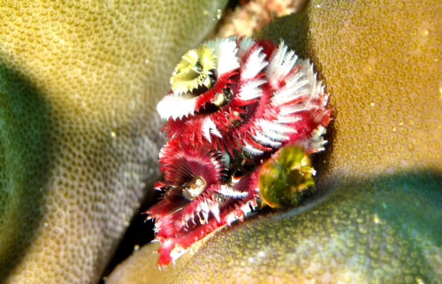 Christmas Tree worm