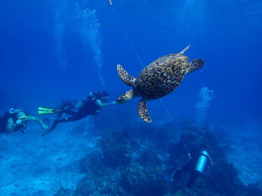 Photo uploaded by bill4483 (cozumel 188 Bill Conn turtle.jpg)