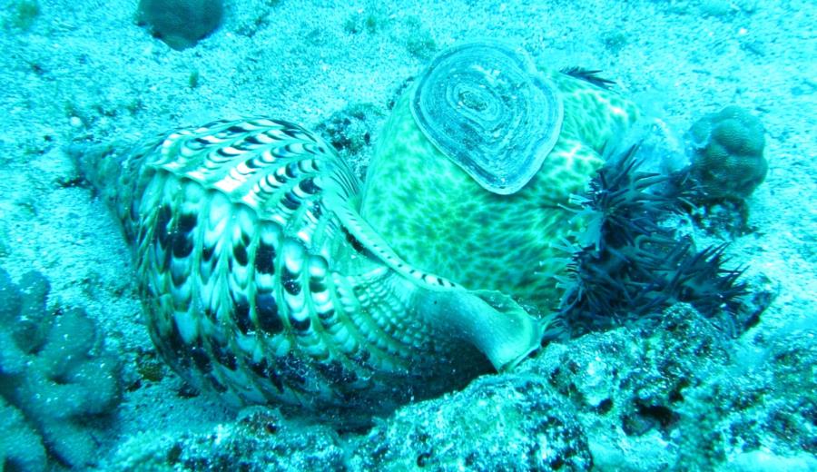 Maui, Molokini Reef’s End