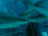 Shark Adventure_Nasau Bahamas
