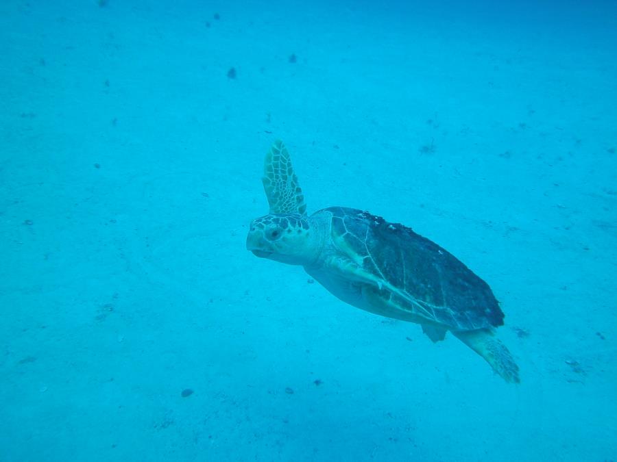 Cancun ship wreck